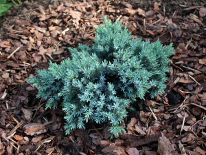 full_juniperus-squamata-blue-star-3