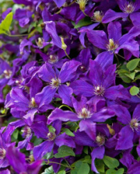 olc7idqnazijpy3taofmpt6mfn2mq1wk